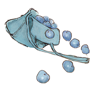 Aquarelle d'un sac bleu rempli de prunes', extrait d'une oeuvre d'Ernest et Célestine